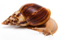 Lissachatina albopicta typ 2a adult, 12cm